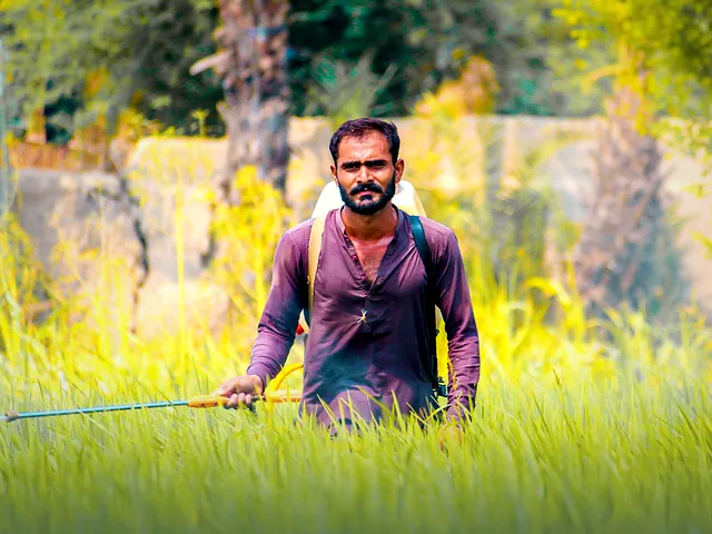 A farmer spraying a green rice field in Dera Ghazi Khan