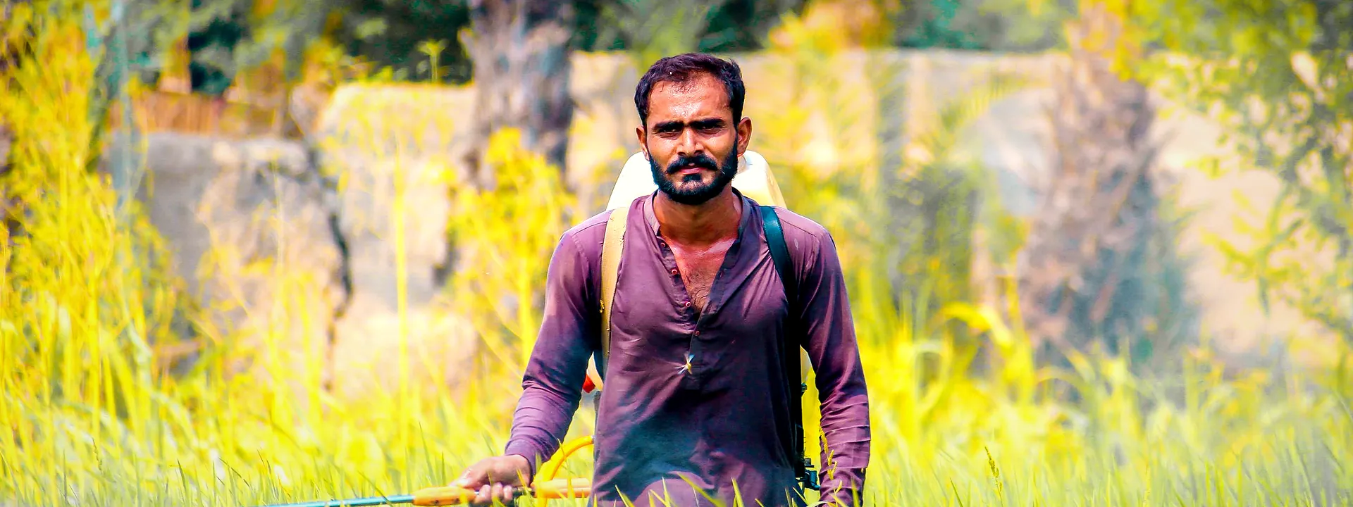 A farmer spraying a green rice field in Dera Ghazi Khan