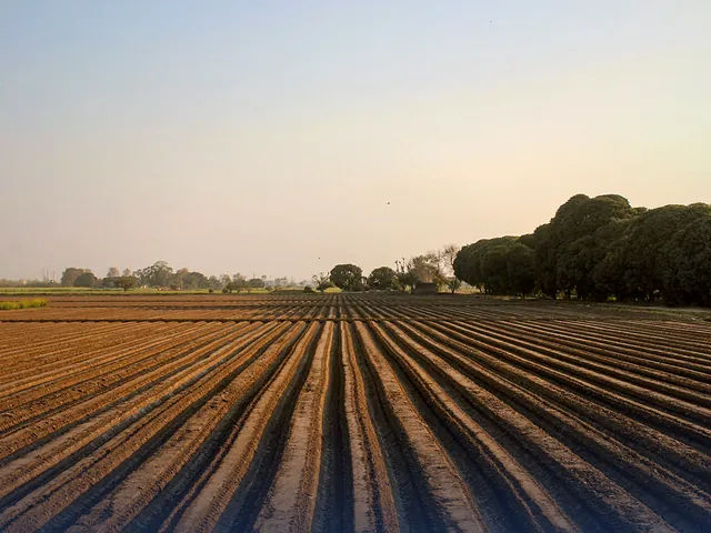 A neatly plowed farm field with patterned furrows in Punjab