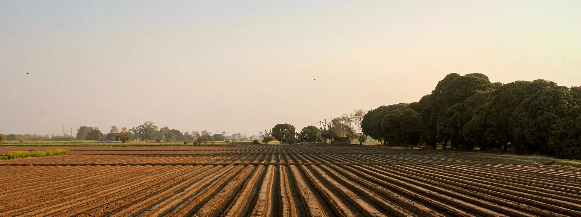A neatly plowed farm field with patterned furrows in Punjab