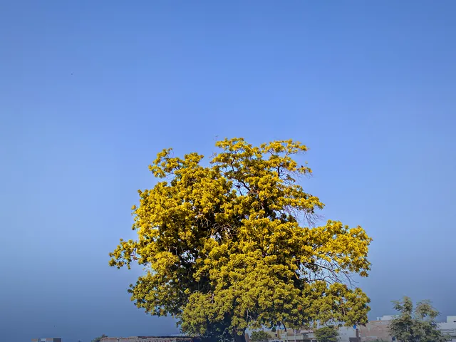 Green farmland and a lone tree under a clear blue sky in Jhang
