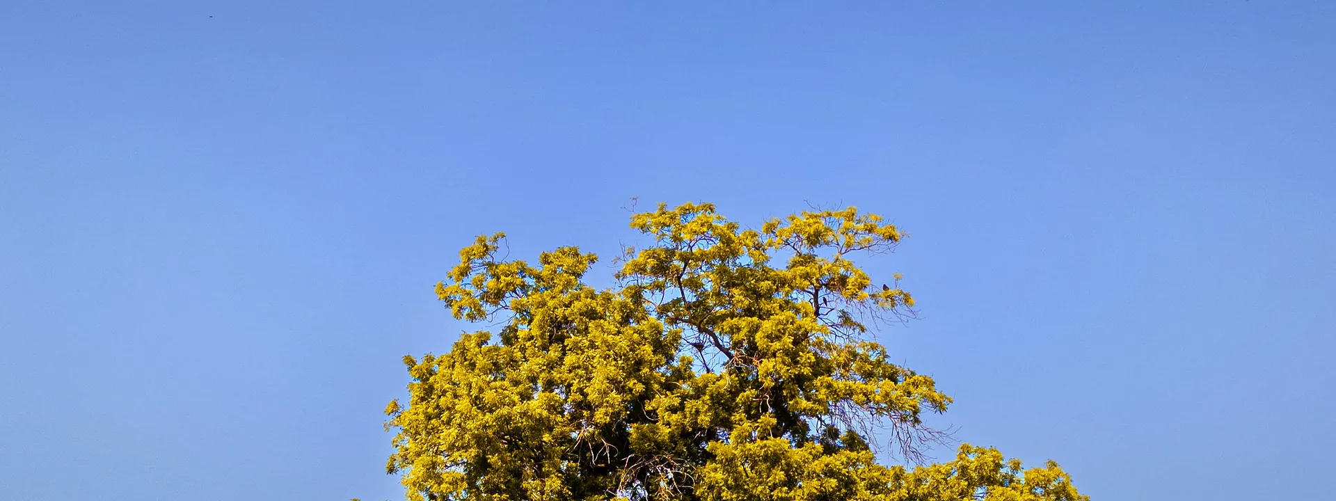 Green farmland and a lone tree under a clear blue sky in Jhang