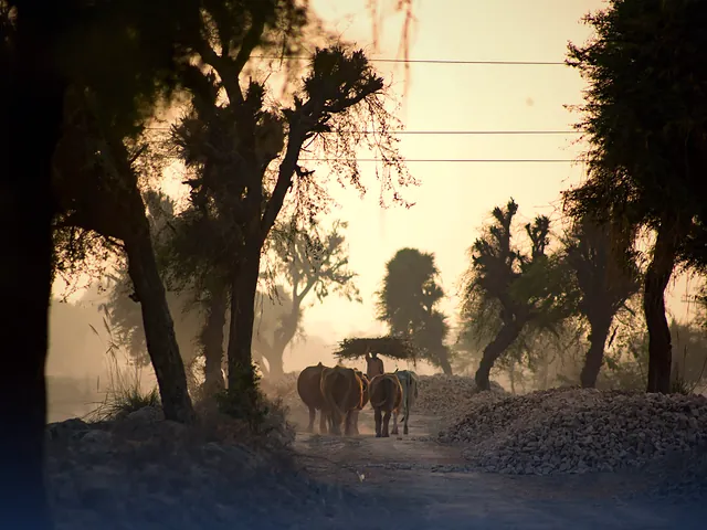A herd of buffalo in the Sindh countryside on a calm evening