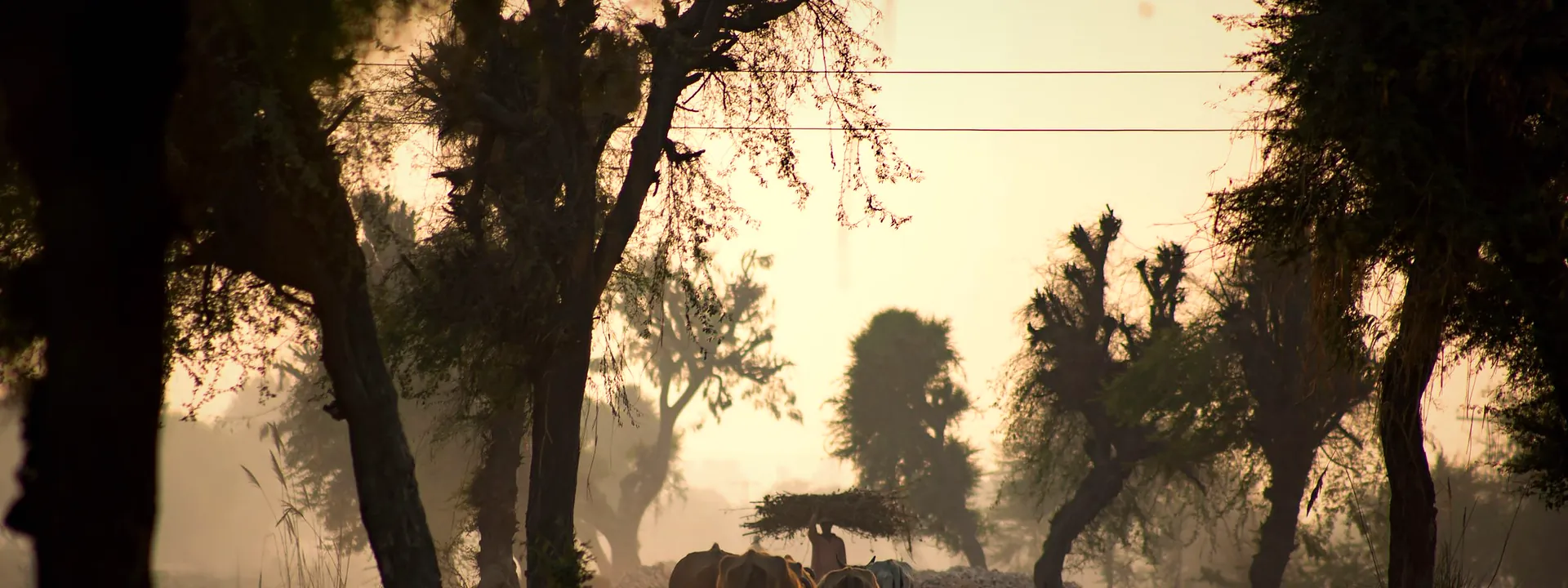 A herd of buffalo in the Sindh countryside on a calm evening