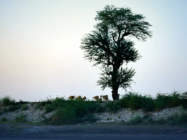 Sheep grazing beneath a lone tree in the Sindh countryside