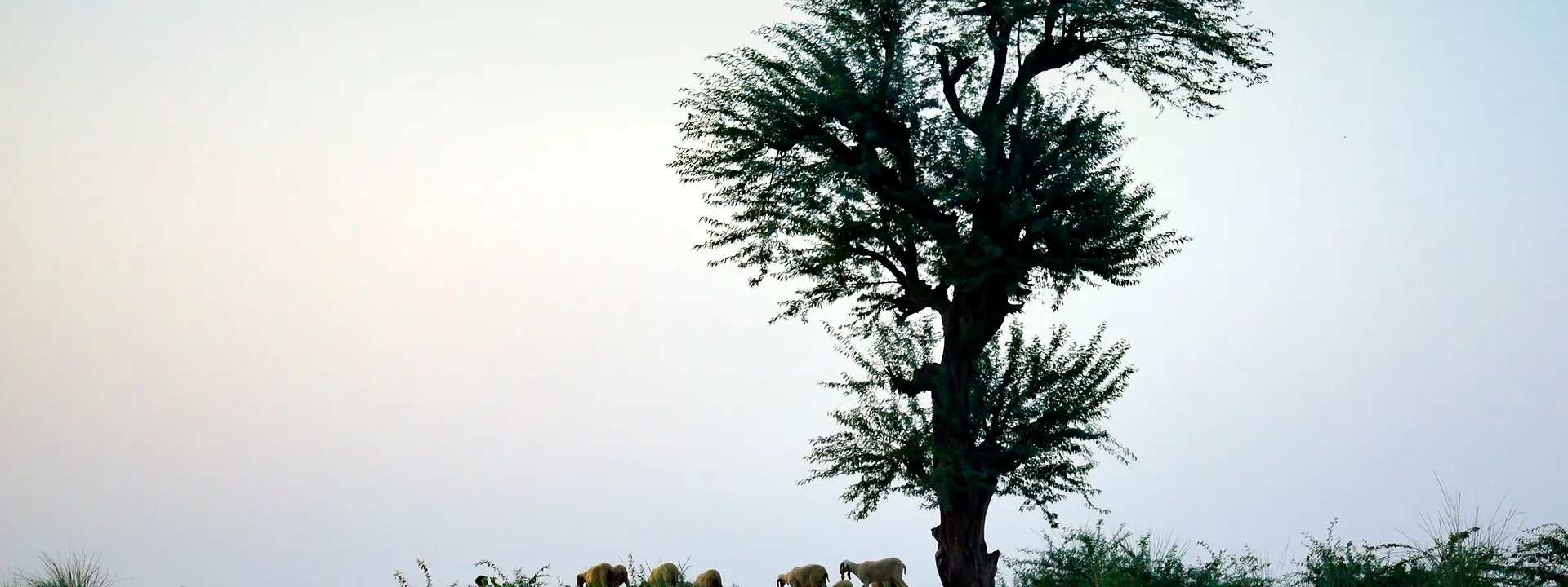 Sheep grazing beneath a lone tree in the Sindh countryside