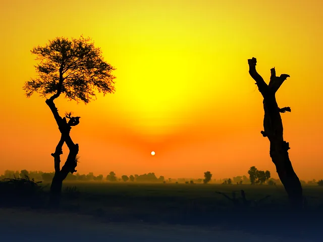A golden sunset behind silhouetted trees in rural Punjab