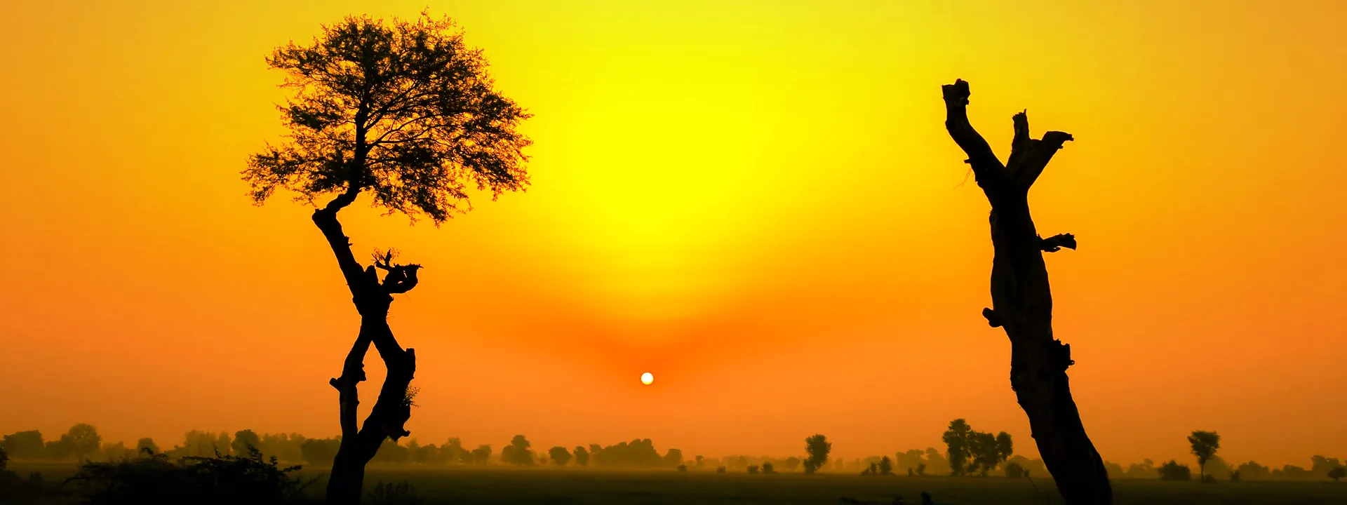 A golden sunset behind silhouetted trees in rural Punjab
