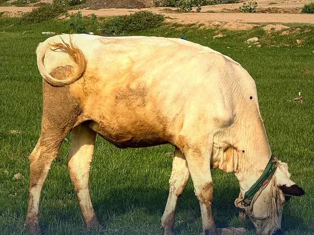 A cow grazing in a green field beside rustic farm buildings in Punjab