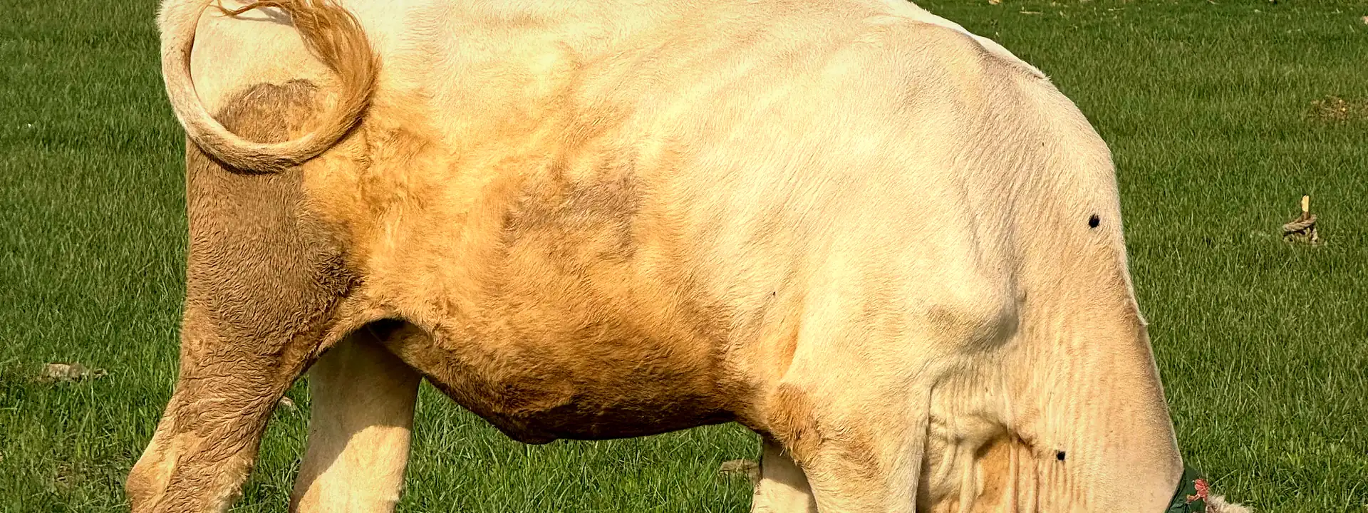 A cow grazing in a green field beside rustic farm buildings in Punjab