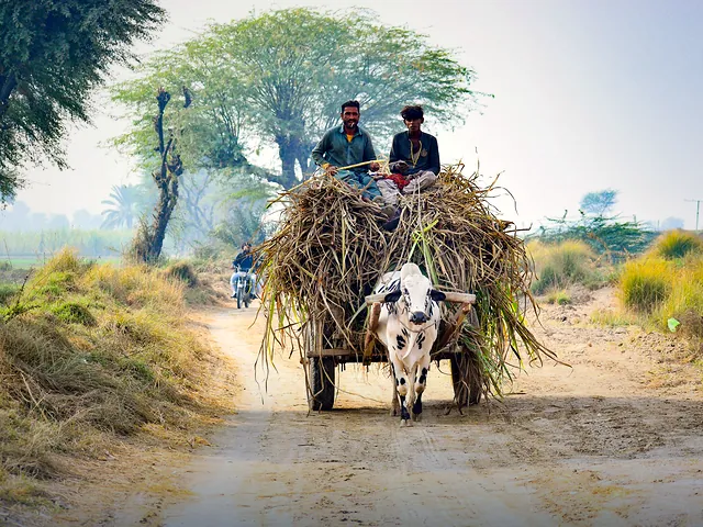 An ox cart travelling along a rural road in Sindh