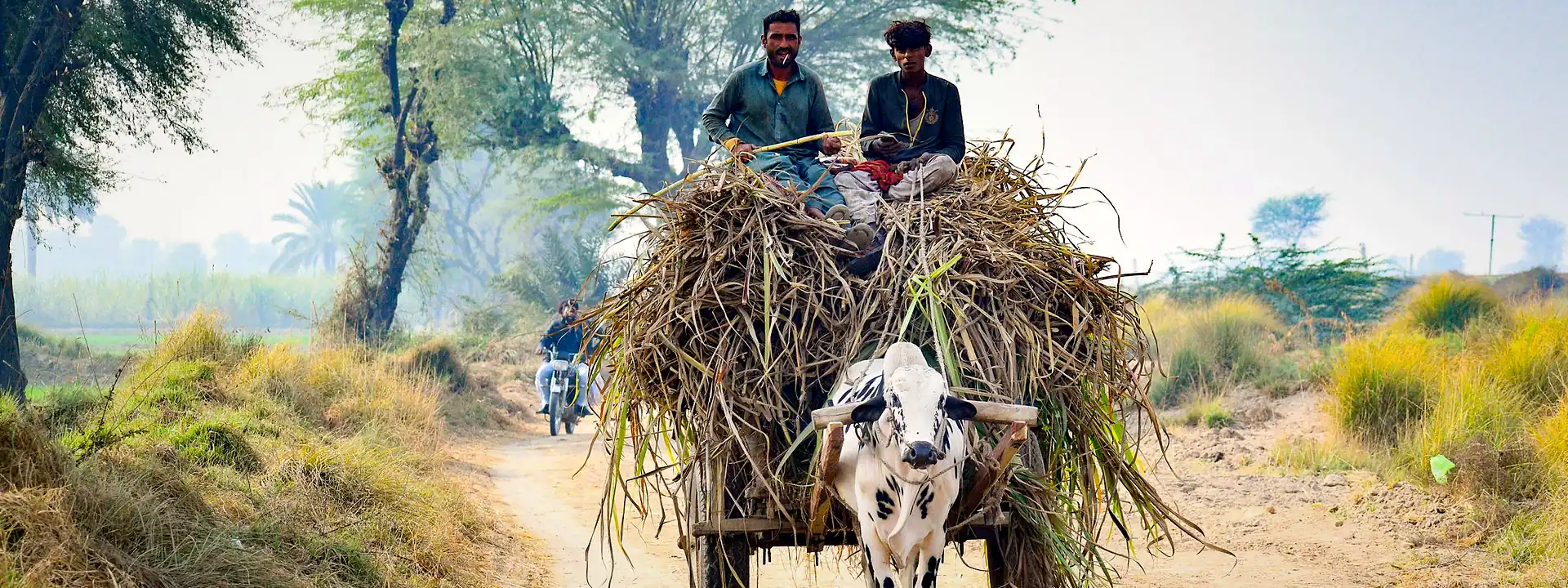 An ox cart travelling along a rural road in Sindh